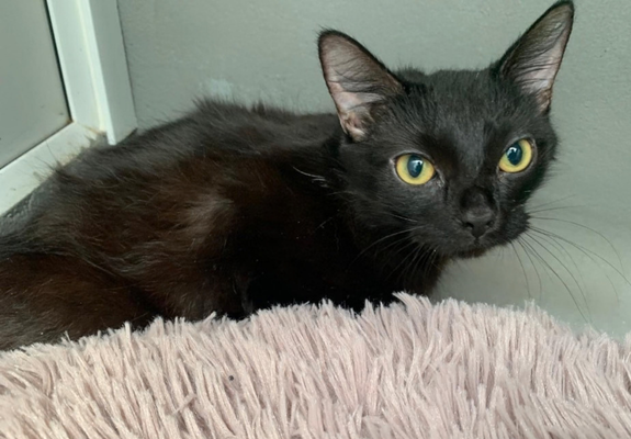A scraggly looking black cat sits in a pink cat bed, looking wearily at the camera
