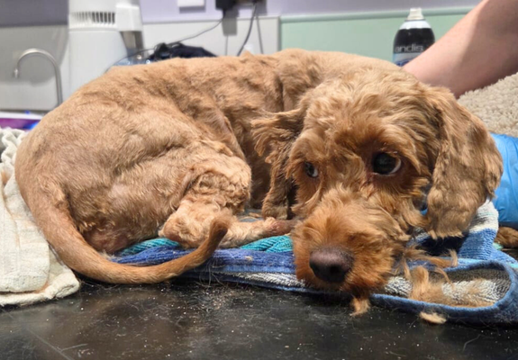 Willow is laying on the vet table after being shaved, she looks tired but relieved