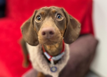 Gracie, a 2 years old female Dachshund available for adoption from RSPCA Derby in Derbyshire