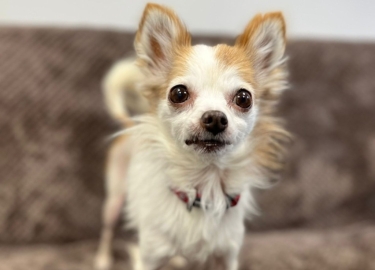 Angelina Ballerina, a 15 years old female Chihuahua available for adoption from RSPCA Derby in Derbyshire