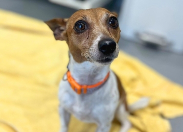 Lola, a 8 years old female Jack Russell Terrier available for adoption from RSPCA Derby in Derbyshire