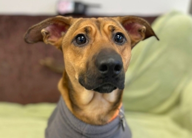 Jax, a 2 years old male Crossbreed available for adoption from RSPCA Derby in Derbyshire