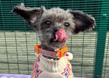 Teddy, a 5 years old male Poodle available for adoption from RSPCA Derby in Derbyshire