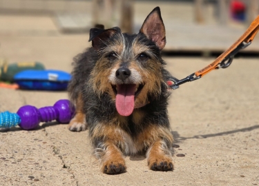 Harvey, a 9 years old male Jack Russell Terrier x Yorkshire Terrier available for adoption from RSPCA in Derbyshire