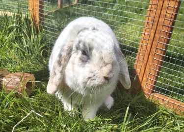 Bonnie