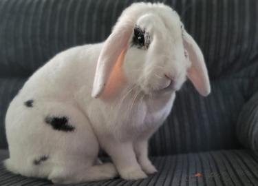 Coconut