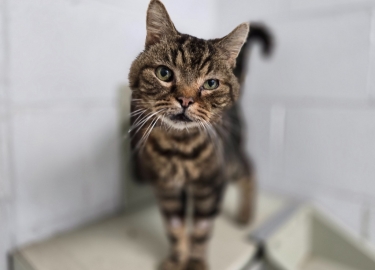 Merlin