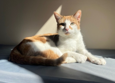 Tigger