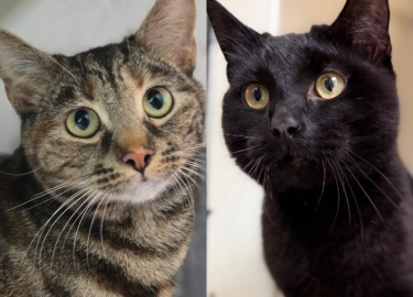 Artemis & Pickles