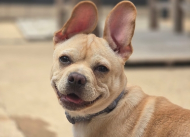 Rex