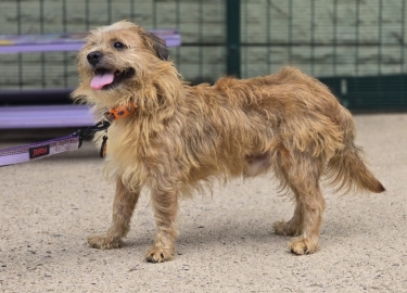 Biscuit, a 4 years old male Border Terrier available for adoption from RSPCA in Derbyshire