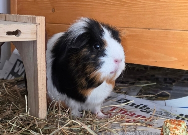 Marmalade