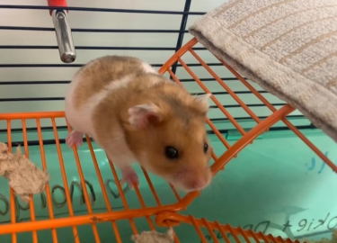Chico