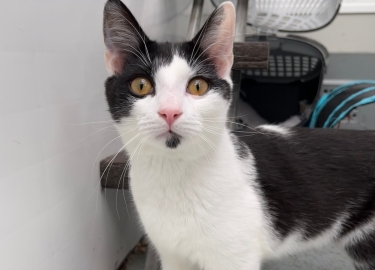 Mochi