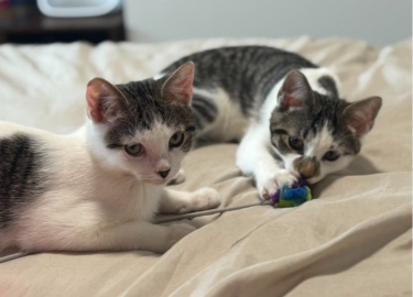 Yoda & Qui-Gon