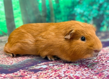 Sweet Potato