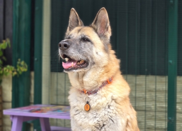 Ava