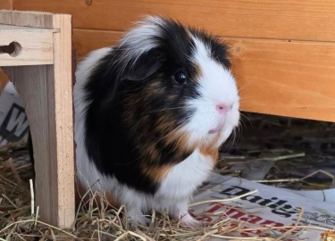 Marmalade