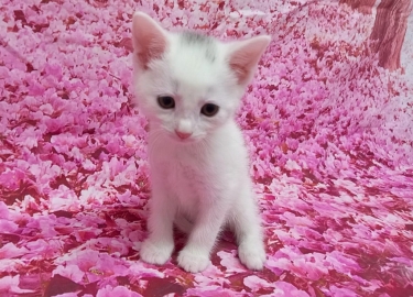 Paneer