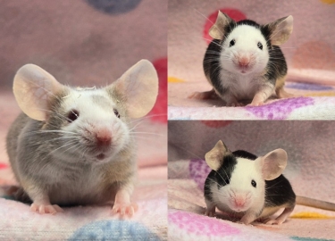 Acorn, Clove & Pip