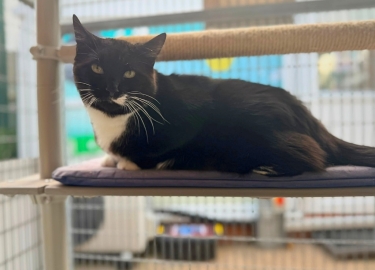 Loki