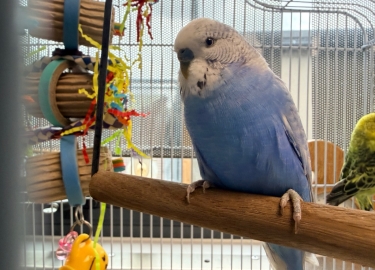 Blue & Cactus