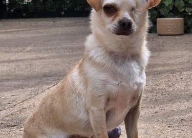 Penelope