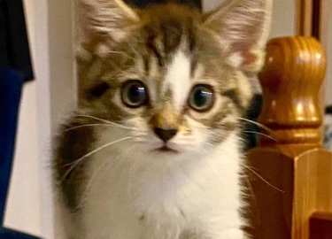 Scout