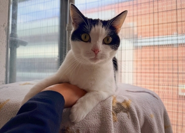 Louisa