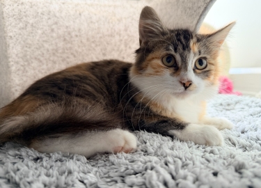 Cinnamon