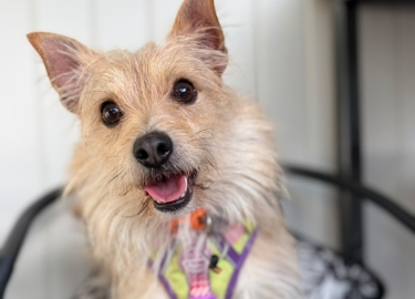 Otto, a 2 years old male Yorkshire Terrier X Chihuahua available for adoption from RSPCA in Derbyshire