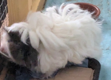 Floof & Chocolate