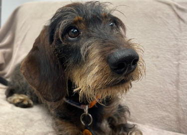 Reginald, a 6 years old male Dachshund available for adoption from RSPCA in Derbyshire