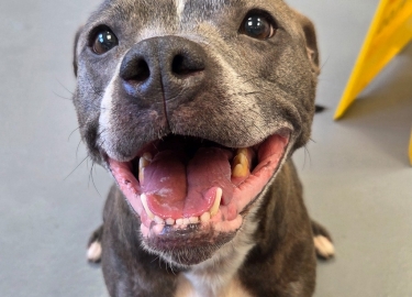 Rose, a 9 years old female Staffordshire Bull Terrier available for adoption from RSPCA in Derbyshire
