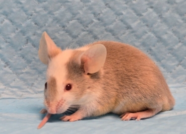 Image 7