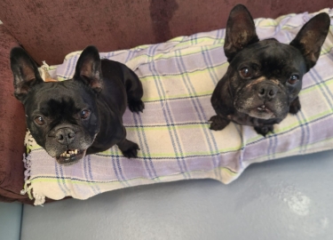 Dotty & Bella