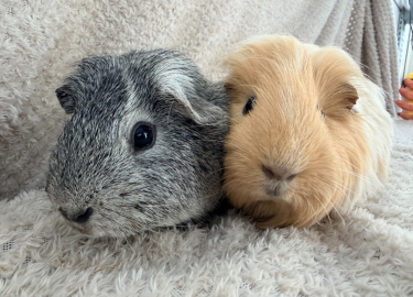 Grav & Scoff
