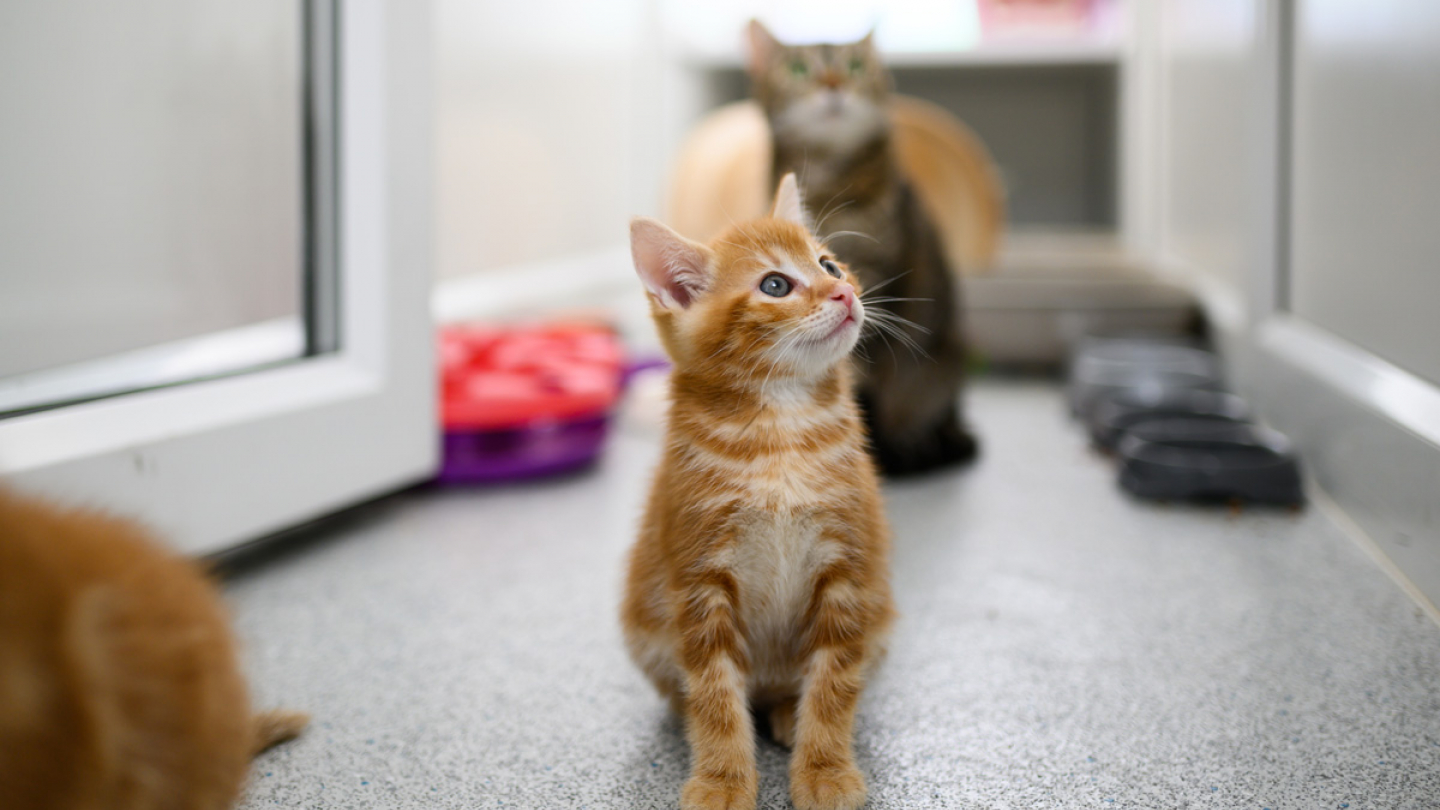 Neutering