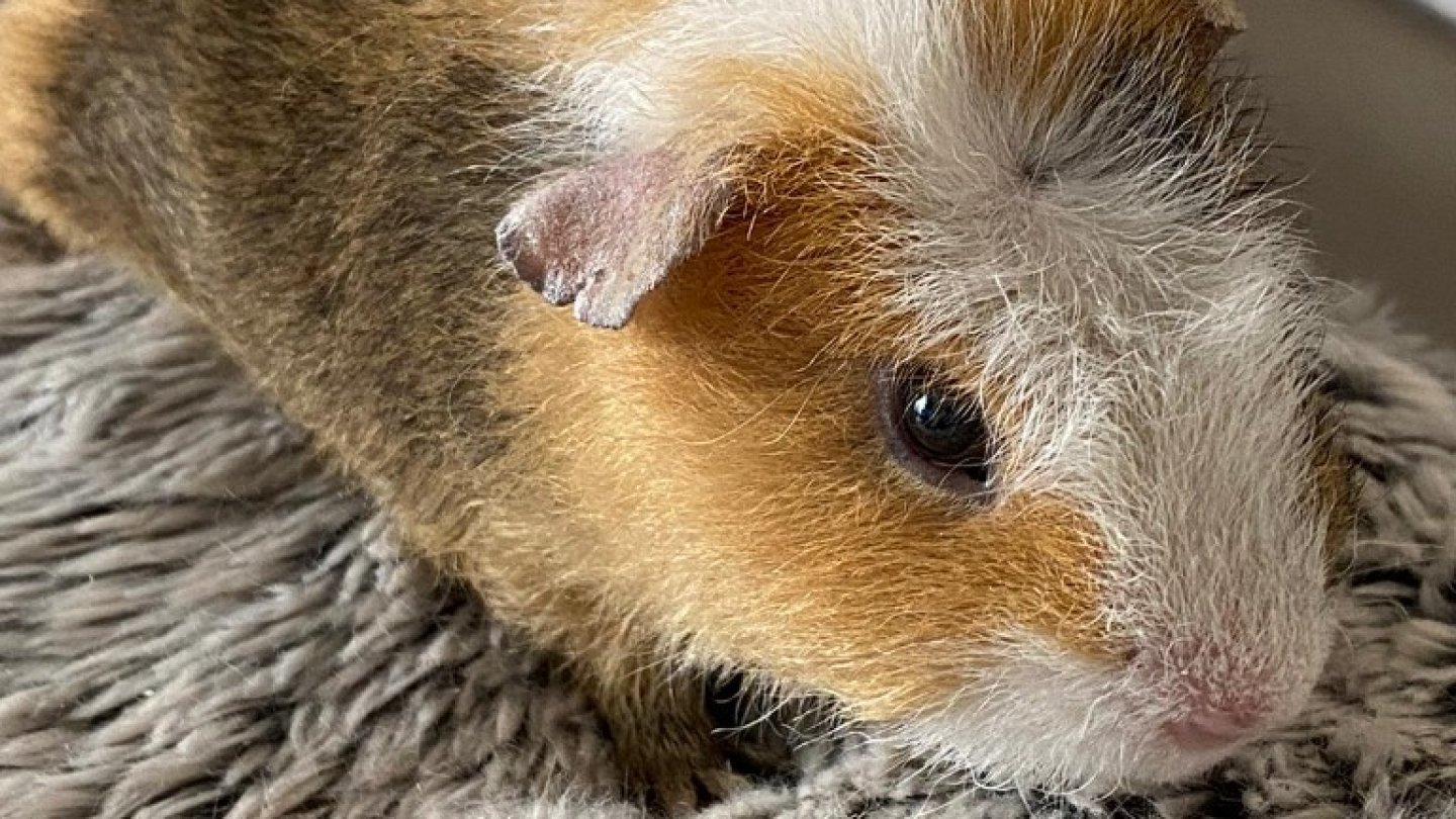 Gpig