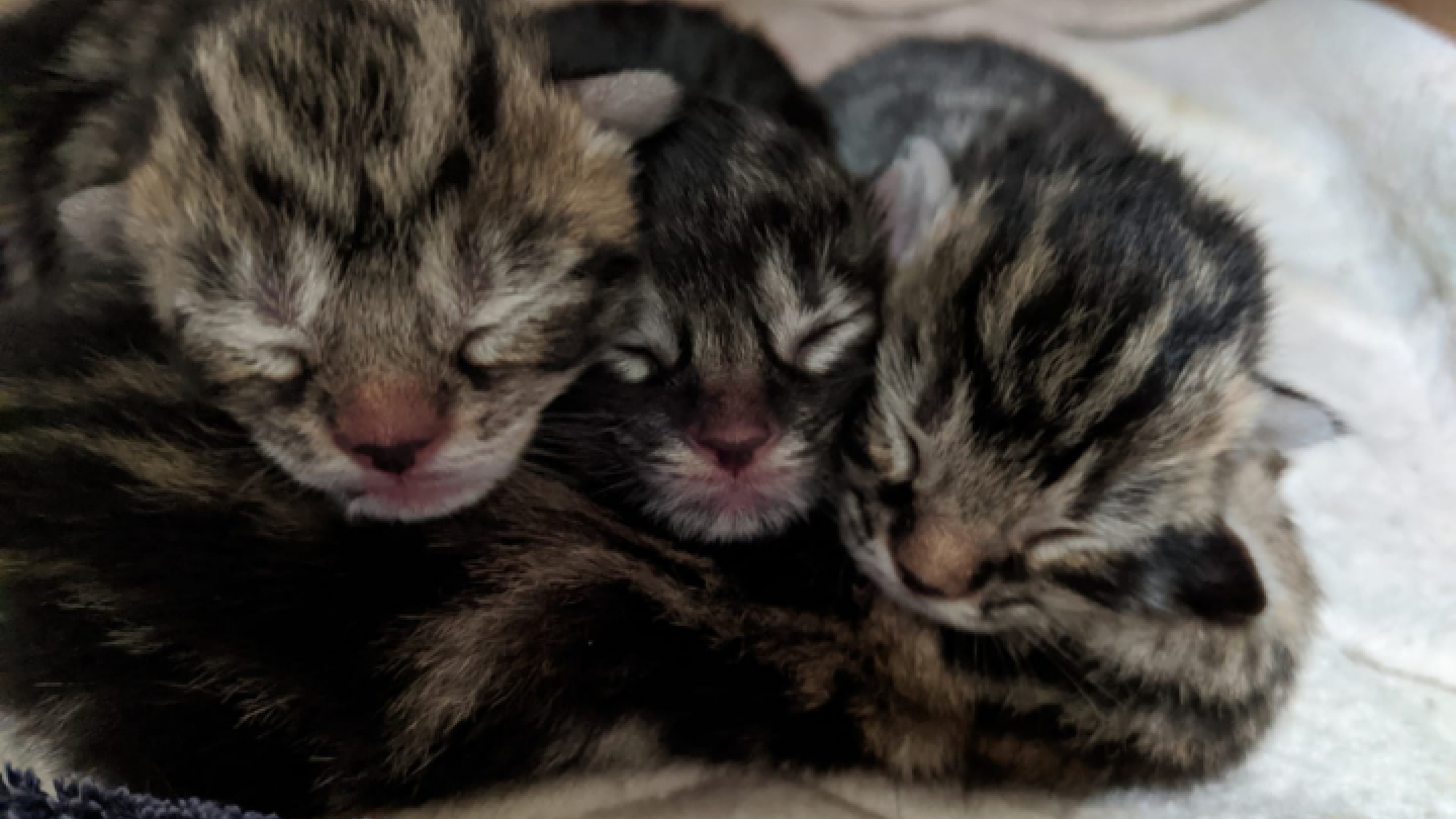 Kittens