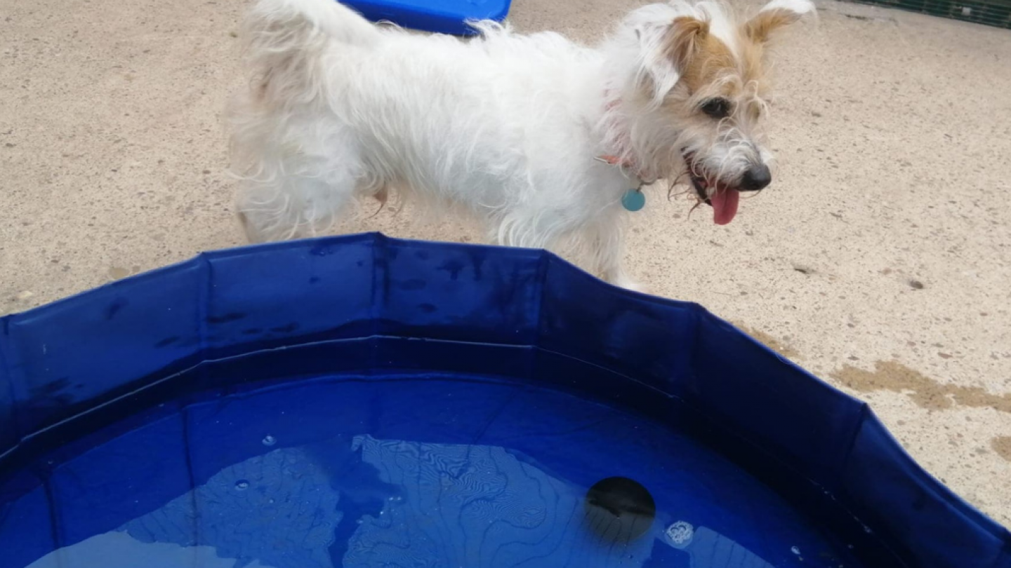 Pool dog