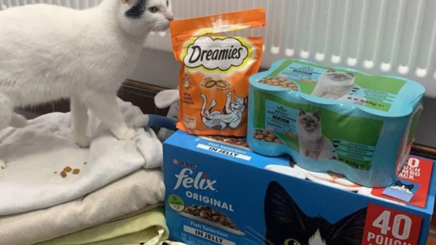 cat food