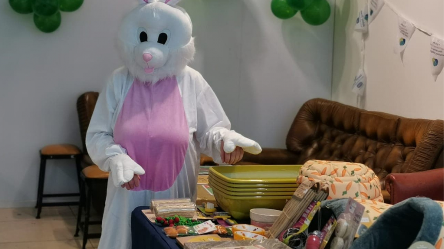 Rabbit