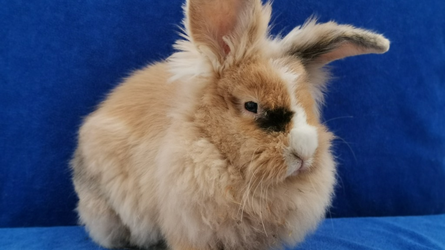 Rabbit