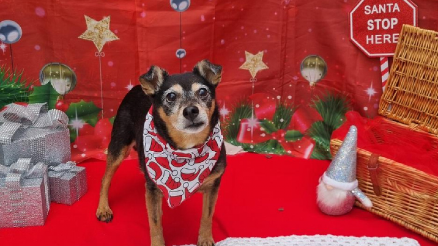 Festive dog