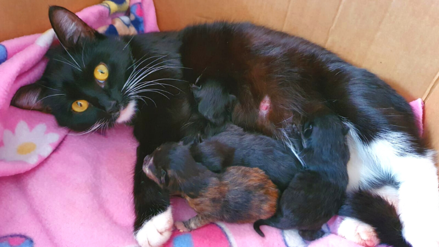 Kittens