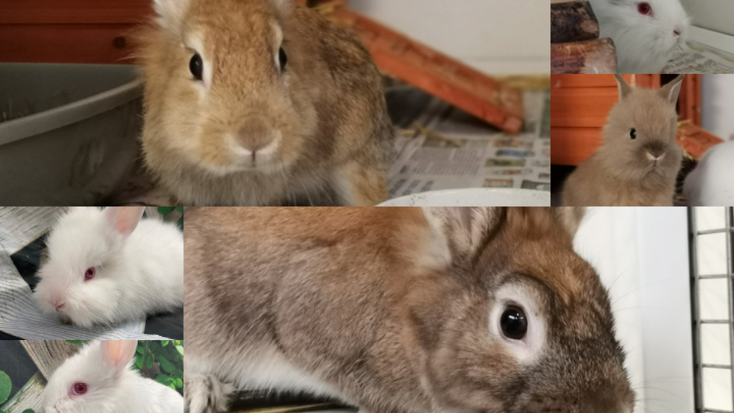 Rabbit family