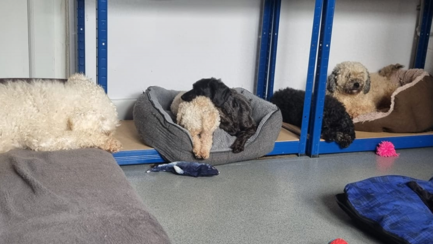 Cockapoos