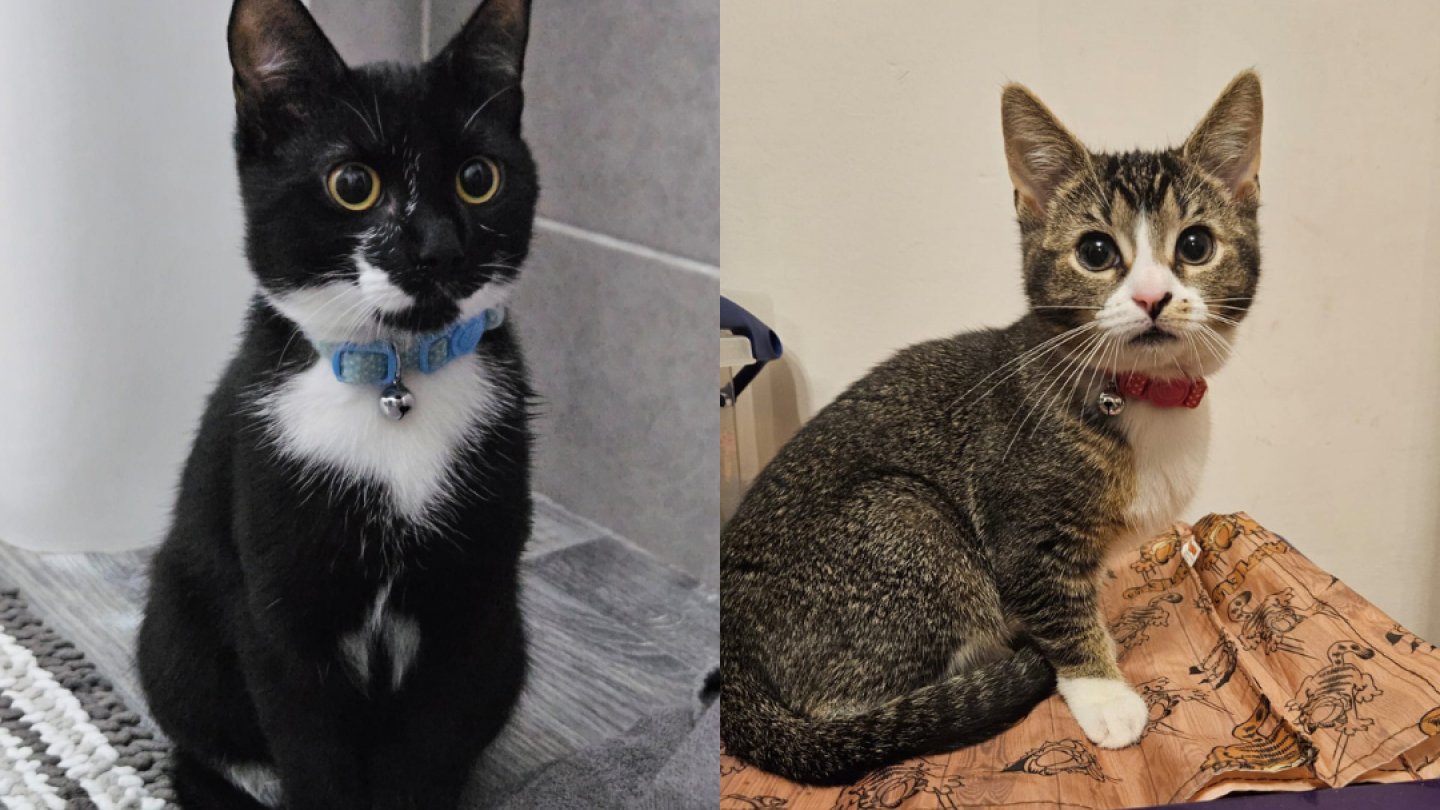 Ollie and Callie