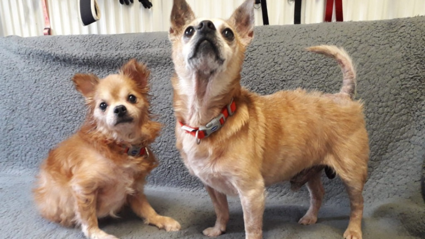 Sox and Scooby